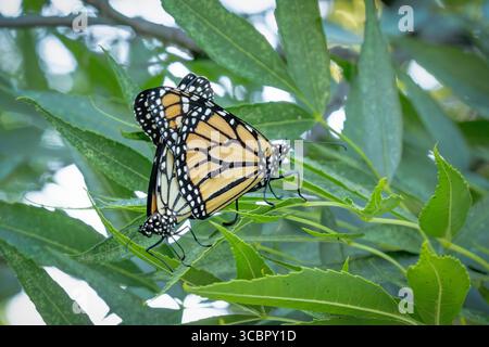Comportamento di accoppiamento delle farfalle Monarch minacciate su Green Foliage. Foto Stock