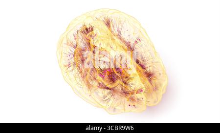 Illustrazione concettuale delle connessioni all'interno del cervello. Basato su tecniche avanzate di imaging del tensore di diffusione (DTI, Diffusion tensor Imaging) che utilizzano dati di risonanza magnetica reale (MRI, Real Magnetic Resonance Imaging). Foto Stock