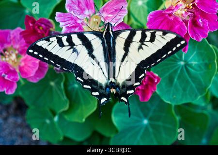 Farfalla della tigre occidentale (Papilio rutulus) su fiori color magenta Foto Stock