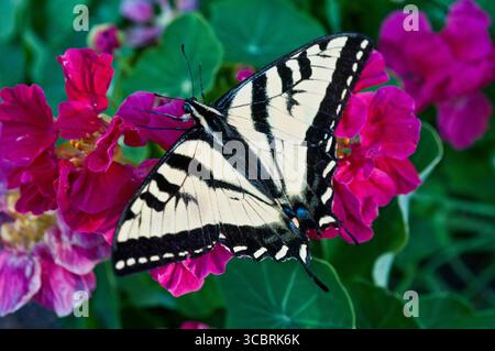 Farfalla della tigre occidentale (Papilio rutulus) su fiori color magenta Foto Stock