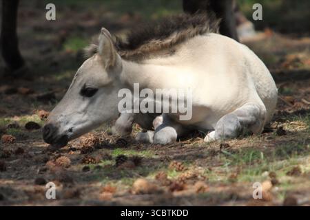 Il Konik (in polacco: Konik polski o konik biłgorajski) o cavallo primitivo polacco è un piccolo cavallo semi-selvatico, originario della Polonia Foto Stock
