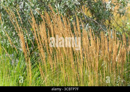 Erba d'oro alla luce del sole. Le alte erbe dorate oscillano nella brezza contro il fogliame argenteo. La scena irradia calore e calore a fine estate Foto Stock