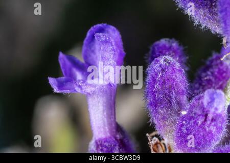 Primo piano estremo del fiore di lavanda - Vista macro della fioritura di Lavandula Foto Stock