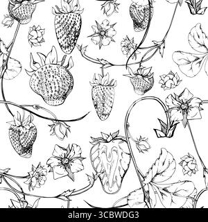 Le fragole lasciano fiori appesi su viti tendini crespi, fragole mature di pinello. Disegnato a mano con inchiostro vettoriale. Isolamento senza interruzioni Illustrazione Vettoriale