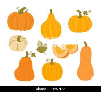 Set di zucca di forme e colori diversi. Illustrazioni dei vettori di verdure autunnali. Cibo sano. Design del Ringraziamento. Mercato agricolo Illustrazione Vettoriale