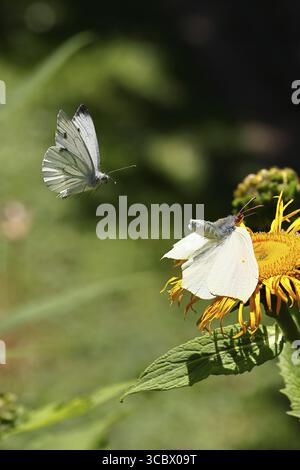 Farfalla di limone (Gonepteryx rhamny) atterrando su un fiore giallo di una grande Telekie (Telekia speciosa) e venendo attaccata da una farfalla di cavolo (Pieris Foto Stock