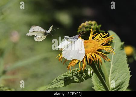 Farfalla di limone (Gonepteryx rhamny) atterrando su un fiore giallo di una grande Telekie (Telekia speciosa) e venendo attaccata da una farfalla di cavolo (Pieris Foto Stock