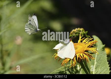 Farfalla di limone (Gonepteryx rhamny) atterrando su un fiore giallo di una grande Telekie (Telekia speciosa) e venendo attaccata da una farfalla di cavolo (Pieris Foto Stock