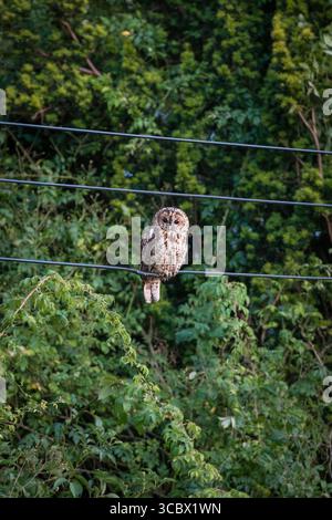 Un giovane gufo (Strix aluco) arroccato su linee elettriche in un giardino periferico al crepuscolo (Galles, Regno Unito) Foto Stock