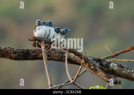 Famiglia Artamus leucorynchus passerino petto bianco con ali aperte a Sulawesi, si riproduce dalle isole Andamane a est attraverso l'Indonesia Foto Stock