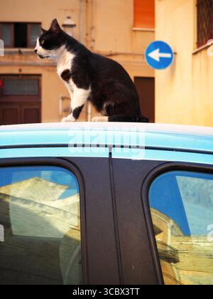 Gatto randagio bianco e nero seduto su un'auto blu a Trapani, Sicilia, Italia Foto Stock