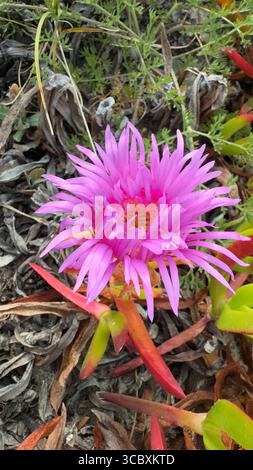 Fiore di Carpobrotus acinaciformis rosa sulla costa atlantica, Portogallo Foto Stock