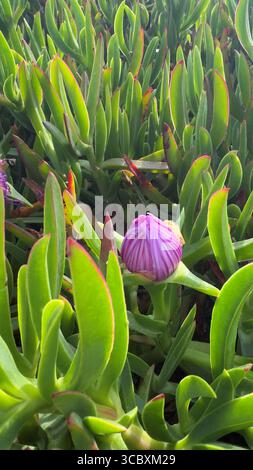 Fiore di Carpobrotus acinaciformis rosa sulla costa atlantica, Portogallo Foto Stock