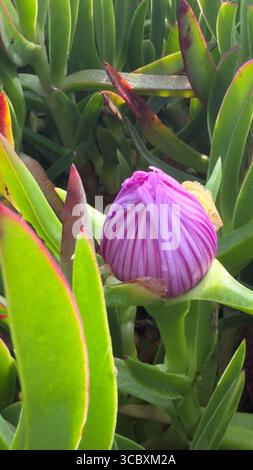Fiore di Carpobrotus acinaciformis rosa sulla costa atlantica, Portogallo Foto Stock