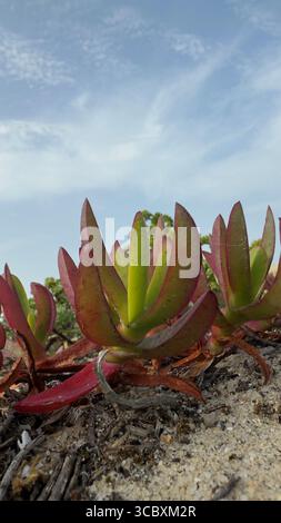 Carpobrotus acinaciformis succulento sulla costa atlantica, Portogallo Foto Stock