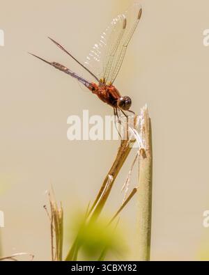 Un dragonleto Erythrodiplomax melanorubra che poggia su una paglia rotta sopra l'acqua torbida di un lago, in una fattoria nelle Ande orientali Foto Stock