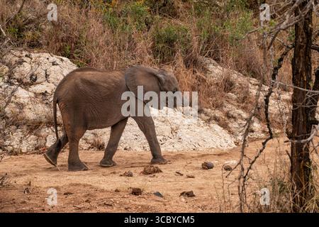 Giovane elefante di vitello con il tronco perso in un ronzio a causa del bracconaggio illegale in Sud Africa Foto Stock