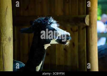 Un lama bianco e nero con pelliccia riccia sorge in un riparo di legno, con luce solare che ne mette in risalto le caratteristiche facciali. Lo sfondo è leggermente concentrato, creato Foto Stock
