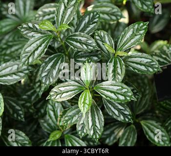 Aluminium Plant o Watermelon Pilea, Pilea cadierei, Urticaceae. Cina e Vietnam, Asia. Foto Stock