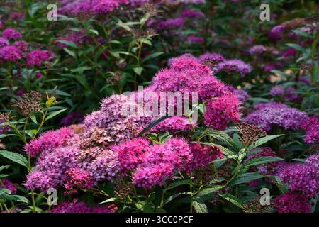 Un fitto cespuglio di vivaci fiori di spirea rosa in piena fioritura, con un ricco sfondo verde Foto Stock