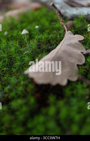 Un piccolo e giovane fungo coltivato tra muschio lussureggiante con una foglia di quercia caduta. L'ambiente naturale mette in risalto la bellezza di una nuova crescita in una foresta serena Foto Stock