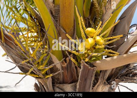 Vista ravvicinata di un albero di cocco (Cocos nucifera, un membro della famiglia delle palme, su Eagle Beach ad Aruba. Foto Stock