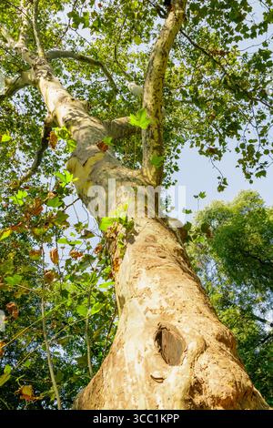 Un albero di sicomoro mostra un robusto tronco che si estende verso l'alto in una foresta luminosa. Le foglie sfoggiano una vivace tonalità verde, illuminata dalla luce del sole su una Foto Stock
