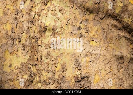 Vista ravvicinata di un tronco d'albero che mostra le texture uniche e i colori naturali della sua corteccia. La luce del sole mette in risalto gli intricati schemi che raccontano il Foto Stock