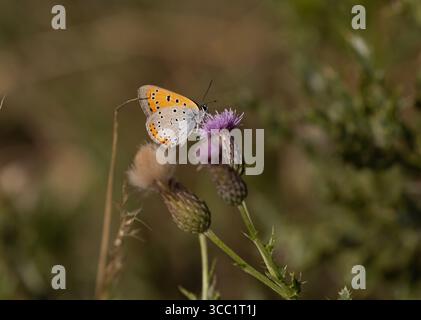 Farfalla di rame grande - Lycaena dispar (probabile rutilus) Foto Stock