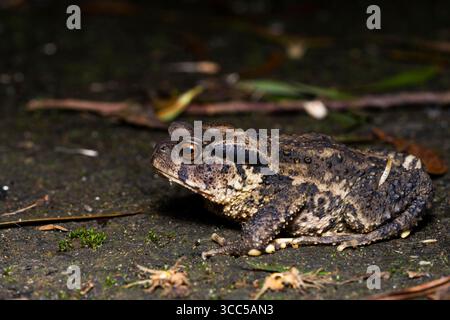 Bankoro Toad (Bufo bankorensis) 盤古蟾蜍 in Natural environment, Tamsui, New Taipei City, Taiwan Foto Stock