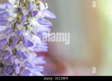 Primo piano di una pianta in fiore chiamata ortica dipinta di coleusore (Coleus scutellarioides). Il fiore forma i cuori. Orizzontalmente. Foto Stock