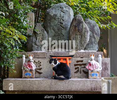 Il simpatico gatto randagio siede tranquillamente su un altare di pietra con statue di volpe e porta torii in miniatura nella foresta sacra del Santuario Fushimi Inari a Kyoto, Giappone Foto Stock