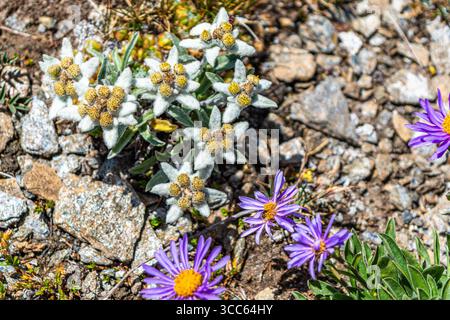 Monviso con il dado di Vallanta, le montagne iconiche delle Alpi Cozie viste dalla Valle Varaita Foto Stock