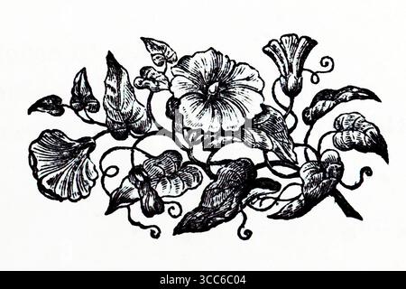 Un'illustrazione botanica finemente resa di una pianta in fiore, i suoi steli e i suoi tendini elegantemente intrecciati. I grandi fiori dominano la composizione, alcuni completamente aperti, altri ancora srotolati. Le foglie venate si arricciano intorno ai fiori, aggiungendo consistenza e profondità. La tavolozza monocromatica enfatizza forma e struttura, evocando precisione scientifica e grazia artistica. Da una selezione di incisioni stampate in rame e legno pubblicate da Henry Kent Causton nel 1851 come parte del libro di Izaak Walton e Charles Cotton, The Compleat Angler. Foto Stock