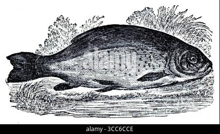 Questa incisione raffigura un Tench (Tinca tinca), raffigurato appoggiato su una superficie erbosa con fogliame sparso dietro. La sua forma robusta e corposa, la testa arrotondata e le piccole biglie vicino alla bocca sono chiaramente renderizzate. Le pinne sono a bordo morbido, e le scaglie sono piccole e profondamente incastrate, dando al pesce un aspetto liscio e leggermente scivoloso - fedele al suo soprannome, il "pesce medico". Da una selezione di incisioni stampate in rame e legno pubblicate da Henry Kent Causton nel 1851 come parte del libro di Izaak Walton e Charles Cotton, The Compleat Angler. Foto Stock
