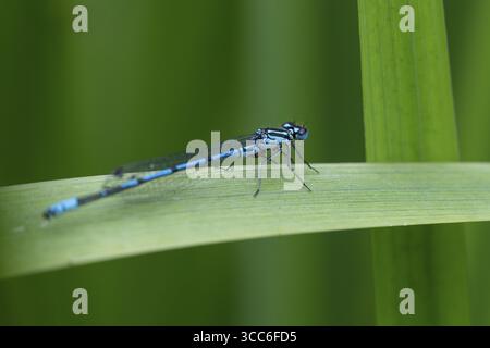 Luccicante libellula blu seduta su una lama d'erba, Tambours Have o Tambours Garden, vicino a Varde, Danimarca Foto Stock
