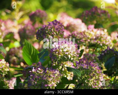 Hydrangea macrophylla «Endless Summer» – ortensie remontanti con grandi fiori di mophead blu, che fioriscono dalla tarda primavera all’autunno, popolare ornamentale Foto Stock