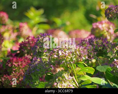 Hydrangea macrophylla «Endless Summer» – ortensie remontanti con grandi fiori di mophead blu, che fioriscono dalla tarda primavera all’autunno, popolare ornamentale Foto Stock
