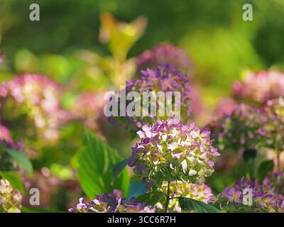 Hydrangea macrophylla «Endless Summer» – ortensie remontanti con grandi fiori di mophead blu, che fioriscono dalla tarda primavera all’autunno, popolare ornamentale Foto Stock