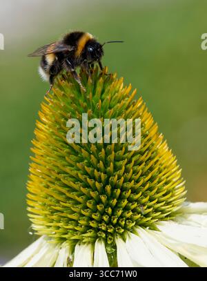 Un Bumblebee dalla coda bianca (Bombus lucorum), che impollina un Fiore cono (Echinacea) Foto Stock