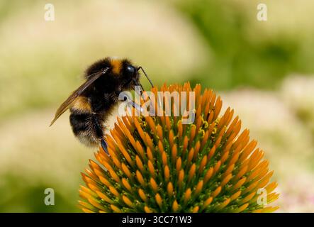Un Bumblebee dalla coda bianca (Bombus lucorum), che impollina un Fiore cono (Echinacea) Foto Stock
