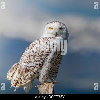 Gufo innevato arroccato nell'ambiente freddo Foto Stock