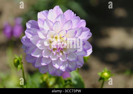 Primo piano di un fiore Dahlia «Blue Wish» in piena fioritura, con delicata lavanda e petali bianchi con un centro giallo tenue, in un giardino estivo Foto Stock