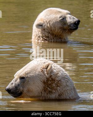 Gli orsi polari si rinfrescano con un tuffo nel lago dello Yorkshire Wildlife Park, vicino a Doncaster. Le temperature saliranno sopra i 30C in alcune parti del Regno Unito entro lunedì con un altro incantesimo eccezionalmente caldo che porta un allarme di salute giallo. Data foto: Domenica 10 agosto 2025. Foto Stock