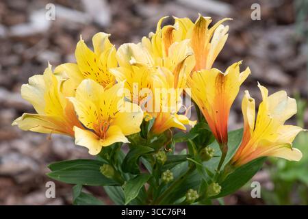 Alstroemeria Spring Valley ('Tesvalsprin') (paradiso estivo - serie Valley) Foto Stock