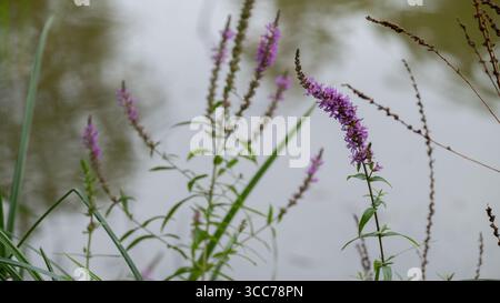 Primo piano di fiori viola che crescono lungo il bordo di un corpo d'acqua calmo, con riflessi morbidi sullo sfondo. Ideale per zone umide, bot Foto Stock