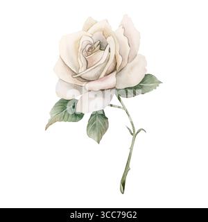 Rosa o il gambo con gemme e foglie. Fiore bianco del giardino. Illustrazione isolata floreale dipinta a mano ad acquerello per il design di matrimoni e biglietti per la festa della mamma Foto Stock