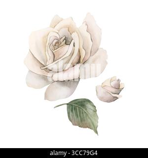Rosa con gemme e foglie. Fiore bianco del giardino. Illustrazione isolata floreale dipinta a mano ad acquerello per il design di matrimoni, biglietti per la festa della mamma, testo per la casa Foto Stock