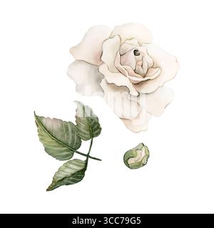 Rosa con gemme e foglie. Fiore bianco del giardino. Illustrazione isolata floreale dipinta a mano ad acquerello per il design di matrimoni, biglietti per la festa della mamma, testo per la casa Foto Stock