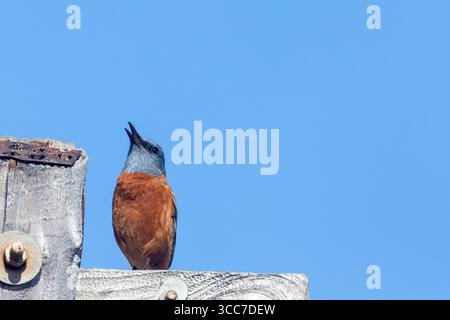 Maschio Cape Rock Thrush (Monticola rupestris), Rooi Els, Rooiels, Rooi-Els, Western Cape South Africa cantando da un palo telefonico in disuso Foto Stock